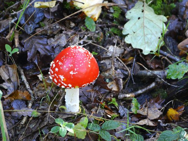 Boucle en forêt de Rambouillet : une randonnée champignonnière