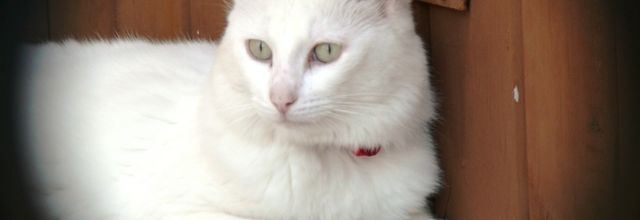 FELINE de Yeong-hee Lim