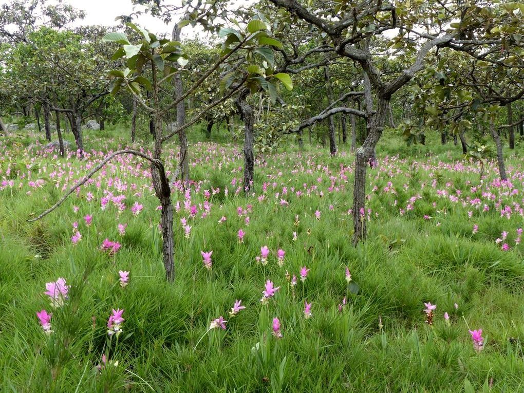 Le Festival des tulipes siamoises à Chaiyaphum