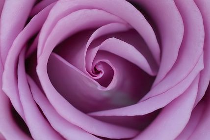 Photo d'un coeur de rose parme, Canon EOS 5D mark II, SIGMA 150 mm f:2.8