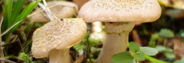 La boue s'est détachée des sillons de la forêt
