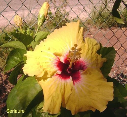 Tout un florilège de fleurs et de fruits de polynesie
Au fil des articles découvrez ou redécouvrez les merveilles que nous offre la nature
