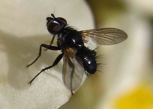 Album - tachinidae