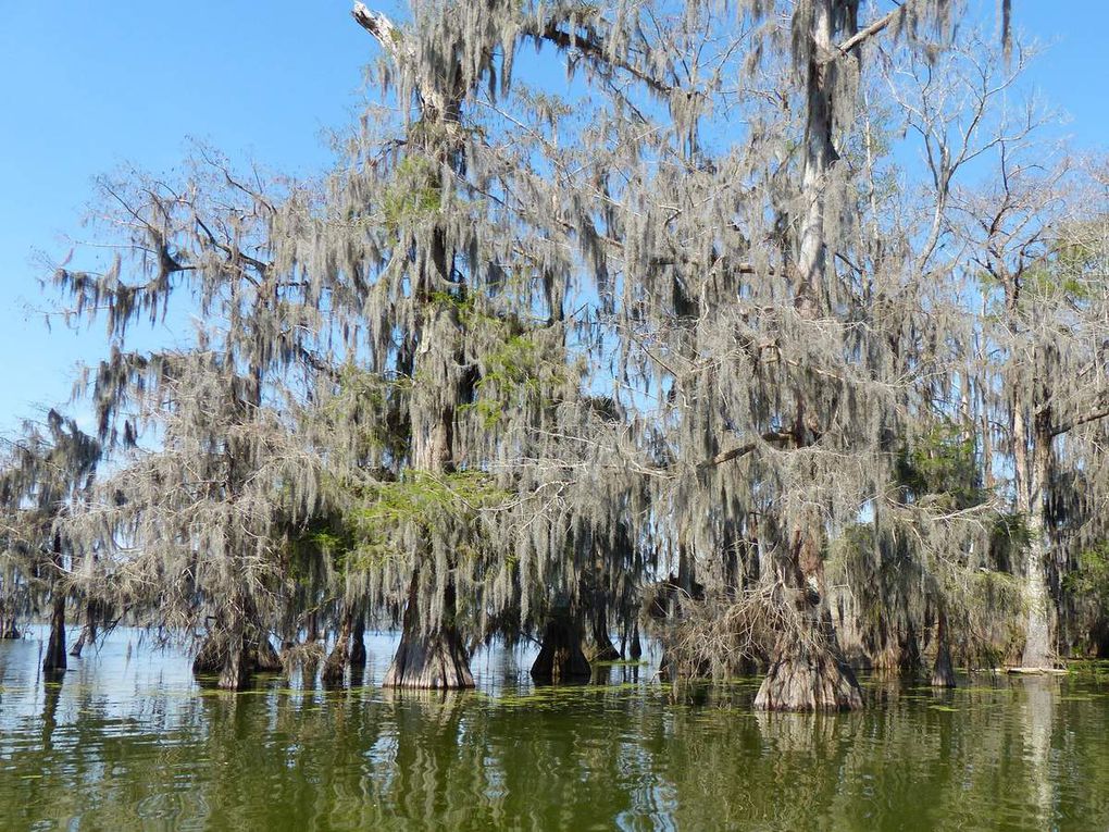 Louisiane, Cameron, Abbeville, Lac Martin, Thibodaux, Segnette State Park, 