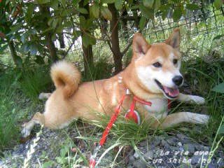 *Toutes les photos dans "La vie avec un Shiba Inu !"  appartiennent à "akishiba", l'auteur de ce blog. 