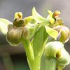 ophrys bombyliflora hipochrome