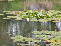 Pluie d'été