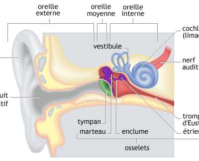 La phonétique auditive