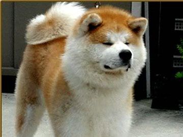 Photos d' AKITA INU ce magnifique chien Japonais