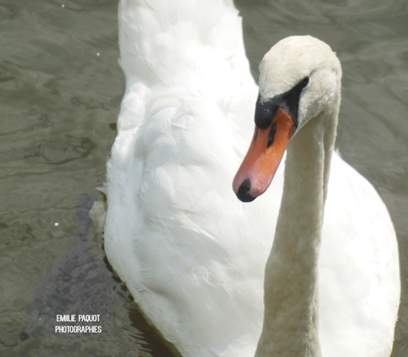 Photographies animalières...........