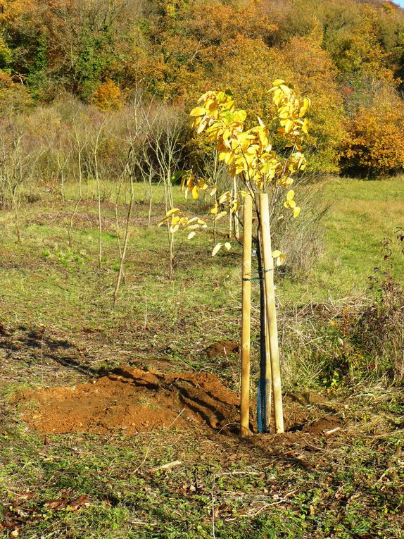 Automne sur les Altroses