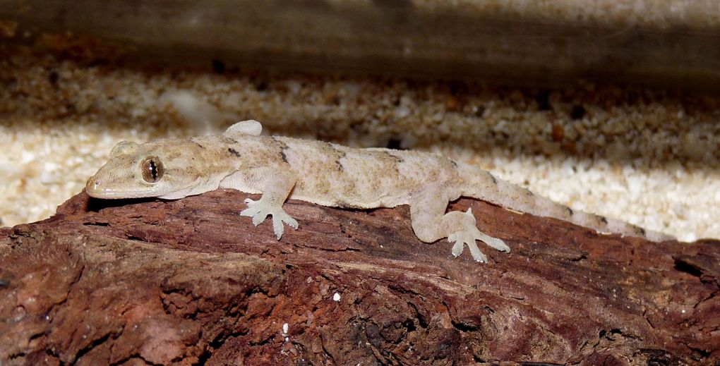 Photos du Gecko vert de Manapany, Phelsuma inexpectata, reptile endémique de La Réunion