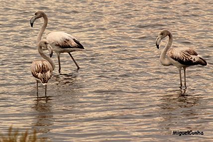 Flamands roses