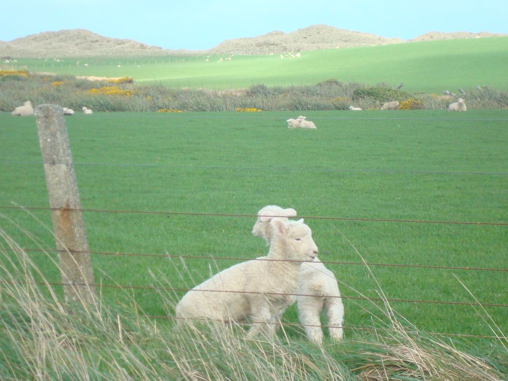 ou la bretagne de nouvelle zélande: il pleut tous les jours