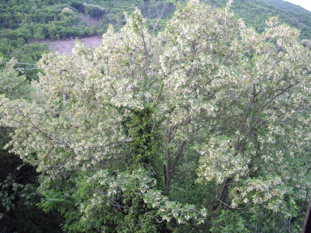 Album - 2010 - Aout - Fleurs-de-Pontito