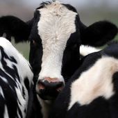 Grippe aviaire H5N1 : un premier humain infecté par une vache, faut-il s'en inquiéter ?