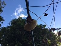 La plus belle des pommes en l'air de la saison : qui vous mangera si vous ne la mangez pas.....