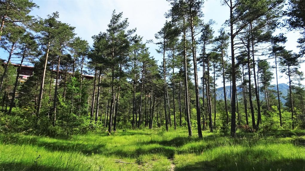 Thorenc - Balade Forestière