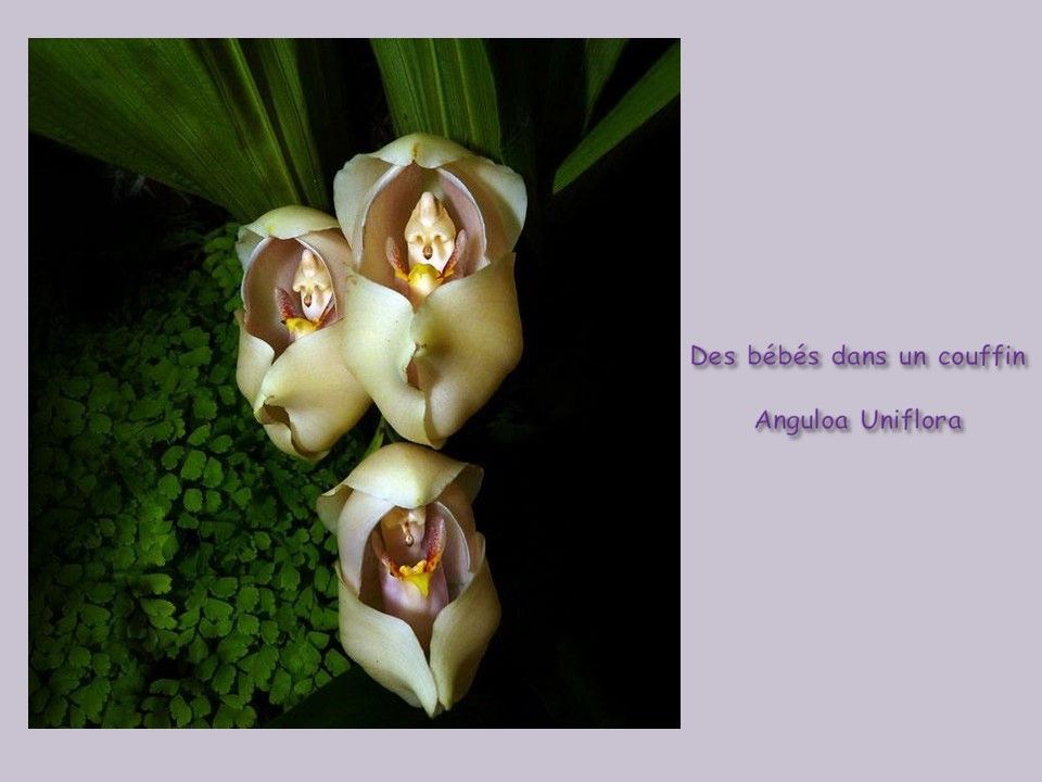 Divers - Fleurs exceptionnelles