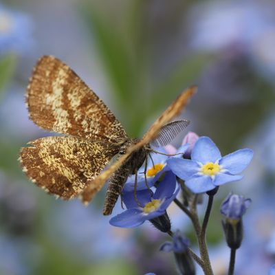 Arrête de te gratter, 2ème édition. 
