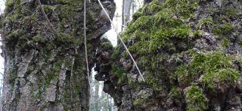 Arbres Abracadabra : c'est l'printemps dans la forêt