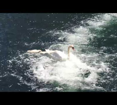 Cygnes dans les vagues...