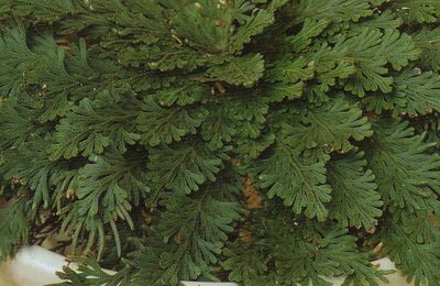 La Rose de Jéricho (Selaginella lepidophylla) ou comment la végétation peut s'adapter à toutes les contraintes naturelles