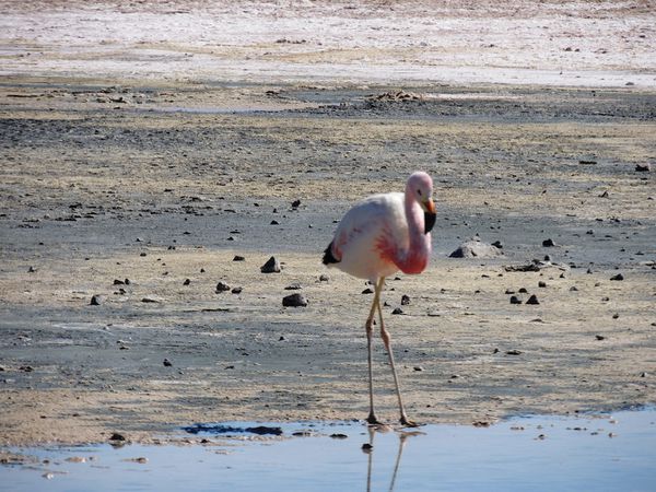 Un voyage au Chili - Atacama 2