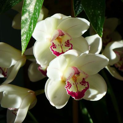 Une guirlande de fleurs d'orchidée...
