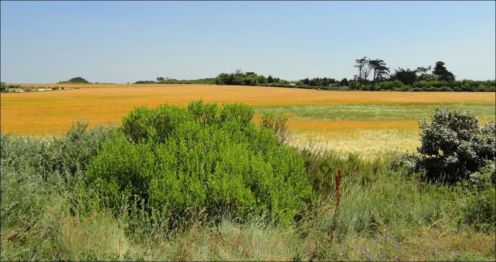 Île Madame (Charente-Maritimes 17) AAA