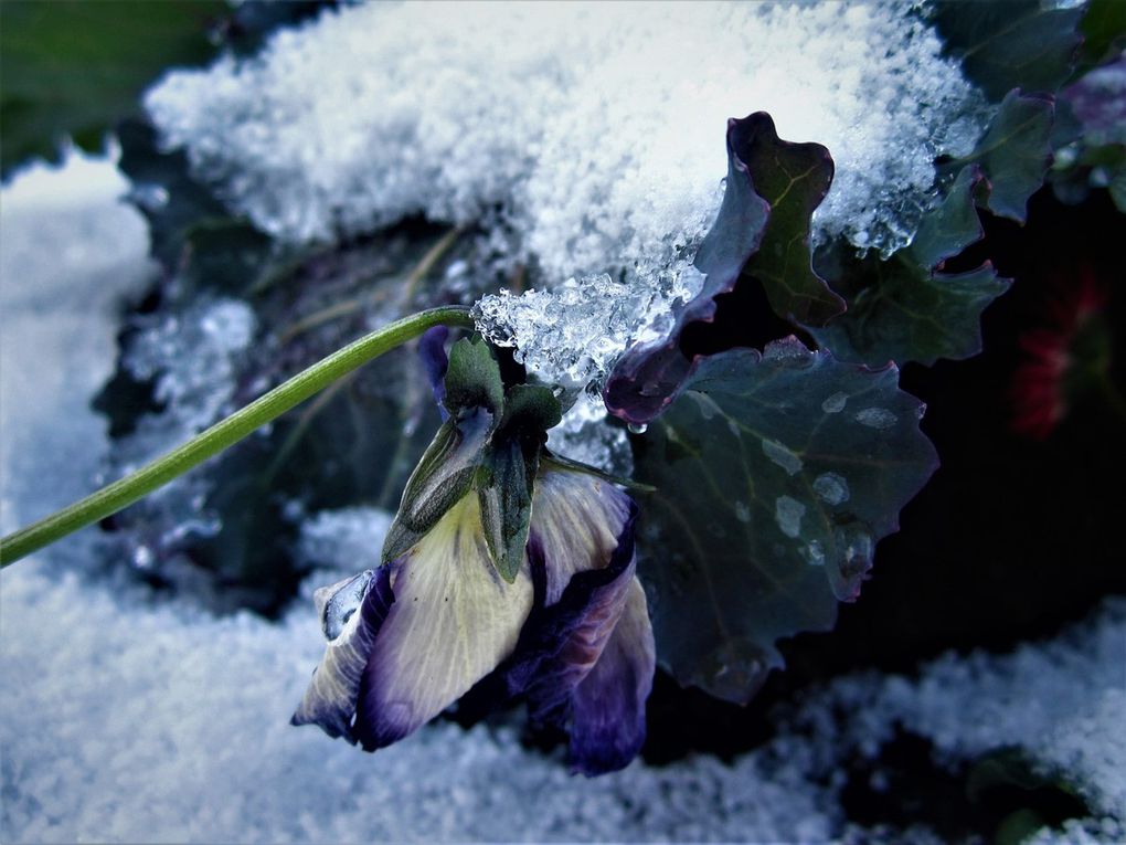  Hiver...Ferney-Voltaire......je ne suis plus....je suis a Oyonnax.....et des fois, mon Ferney, et les environs me manques....  