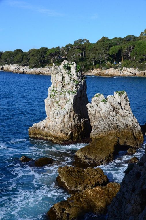 LES GRIFFES DE SORCIERES DU CAP D’ANTIBES