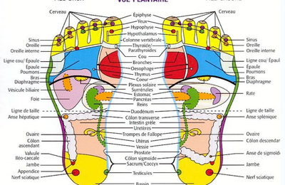 Les points d'acupuncture et ses méridiens