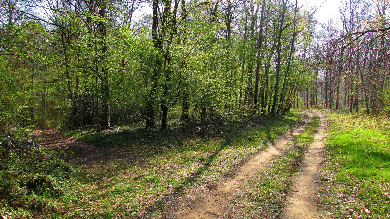 Randonnée en Forêt de Compiègne_la Tournante sur la Côte de Roilaye