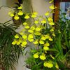 Oncidium Sweet Sugar Empire