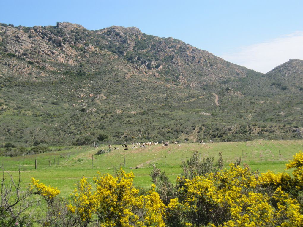 de Palau à Dorgali