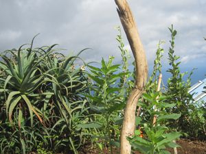 ayapana, topinambours a coté de l'Aloe