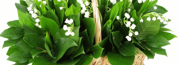 Bon 1er mai à toutes !!!