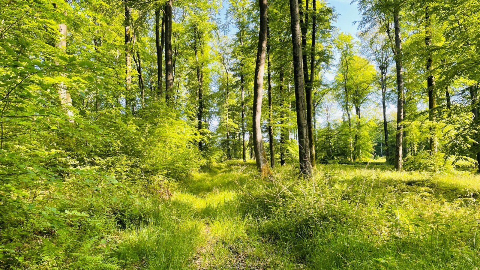 en forêt de Retz