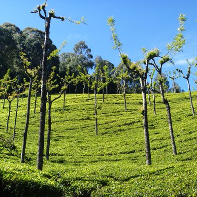 Ooty, Fort-Kochin et les "Backwaters" du Kerala