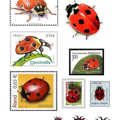 La coccinelle