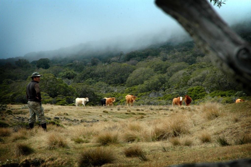 Pétitions et manifestations n’y ont rien changé, le patrimoine mondial botanique de La Réunion ne s’accommode pas du patrimoine humain et pastoral que défendent les derniers bergers de La Réunion. Si l’affaire suit son cours, dans dix ans