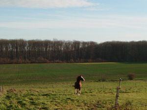 Au galop! 