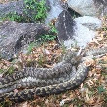 Un python dévore un kangourou sous les yeux ébahis de vacanciers en Australie