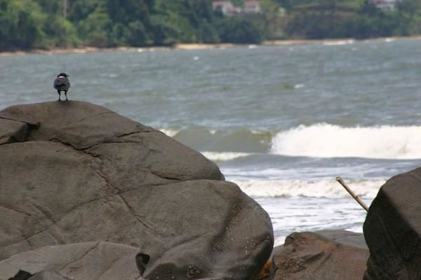 Limbé, Douala, Kribi, les seuls endroits où la mer est à peu près accessible. 