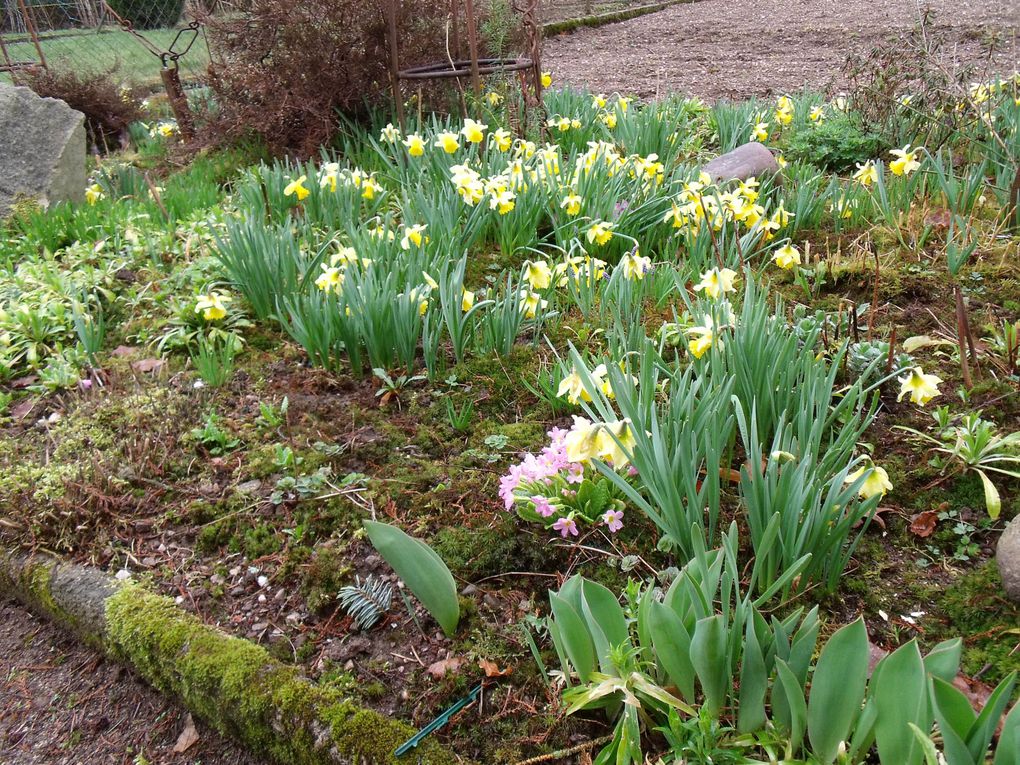 fleurs des villes et fleurs des champs