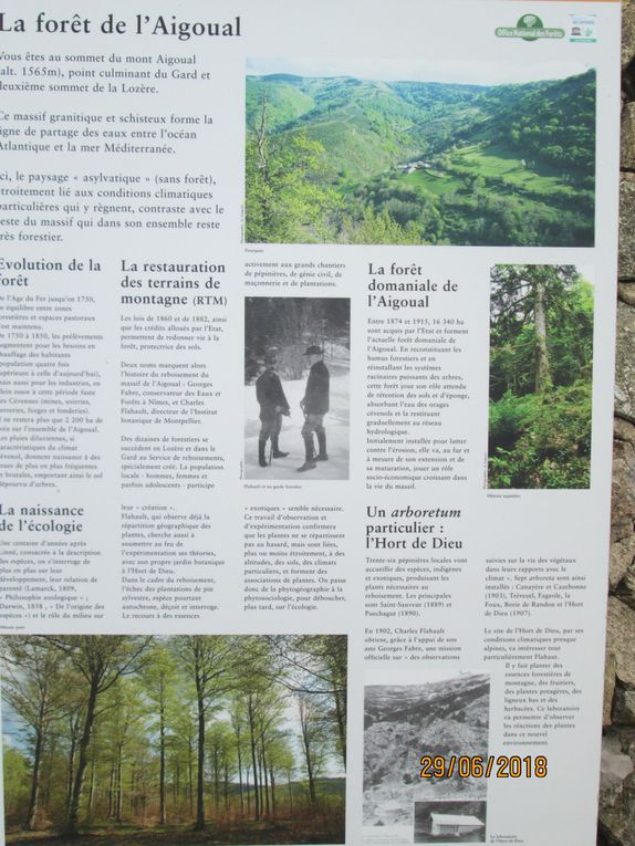 29 juin 2018 visite au Mt Aigoual et bambouseraie d'Anduze.