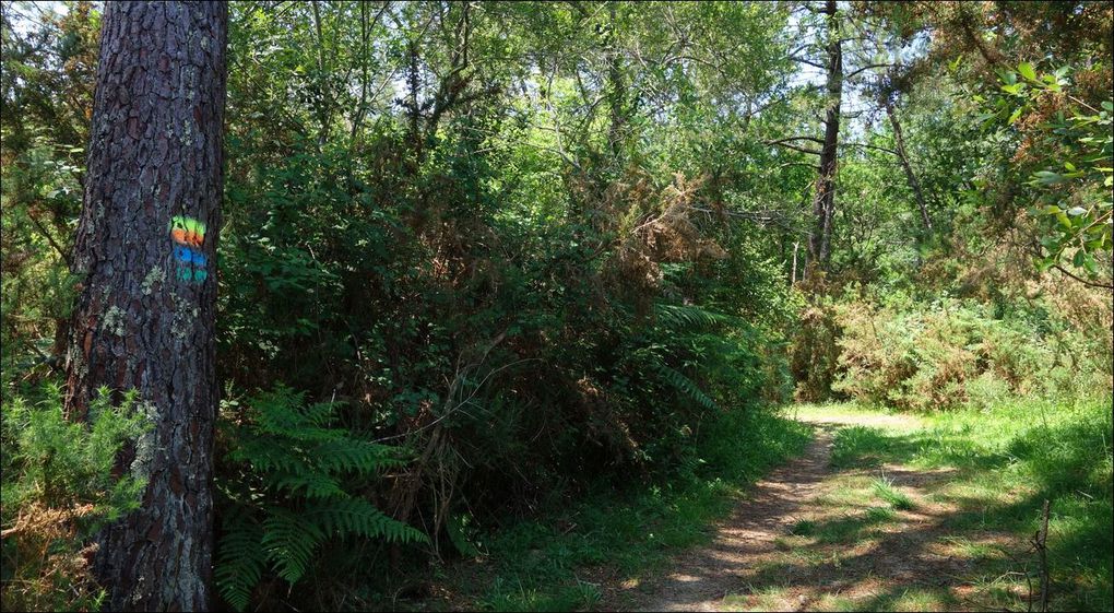 Balade à Saint-Martin-de-Seignanx (Landes 40) AA