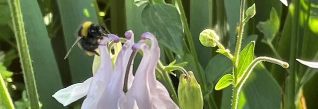 Fleurs en Normandie