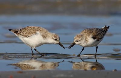 Photo de deux bécasseaux sanderling qui se disputent un ver de sable, Sigma 300 mm f:2.8 plus doubleur Sigma